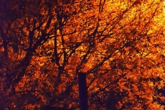 DSC_2212 (683x1024)